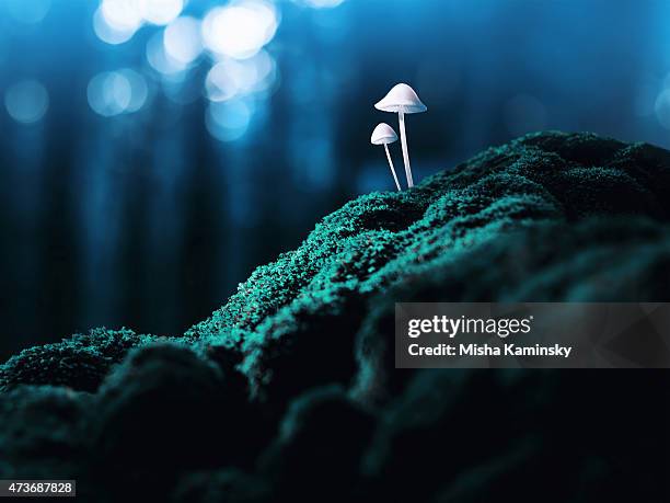 psychedelic mushrooms - giftsvamp bildbanksfoton och bilder