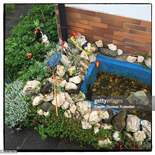 Dead fish swimming in a basin in a small rock garden next to a garden gnome on May 15, 2015 in Schlegel, Germany. The picture is taken with a...