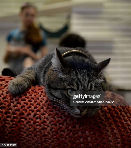 Cat lies on a cushion at Moscow's Cats and People cat cafe on May 18, 2015. Cat cafes allow customers who cannot have a pet at home to enjoy a cup of...