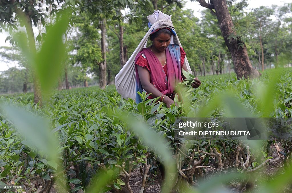 INDIA-ECONOMY-TEA GARDEN