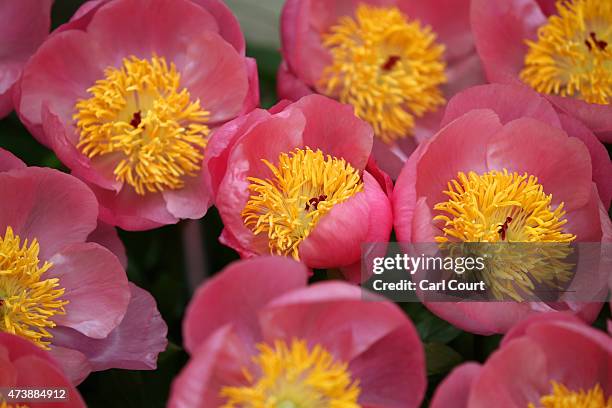 Peony lactiflora roselettes are pictured on the press preview day of the Chelsea Flower Show on May 18, 2015 in London, England. The show, which has...