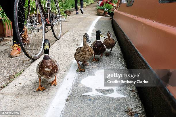Temporary duck lanes have been painted on busy towpaths in London, Birmingham and Manchester to highlight the narrowness of the space that is shared...