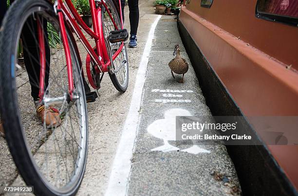 Temporary duck lanes have been painted on busy towpaths in London, Birmingham and Manchester to highlight the narrowness of the space that is shared...