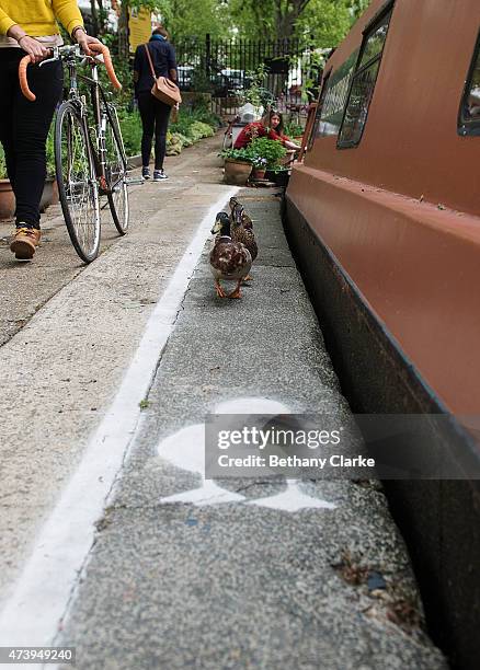 Temporary duck lanes have been painted on busy towpaths in London, Birmingham and Manchester to highlight the narrowness of the space that is shared...