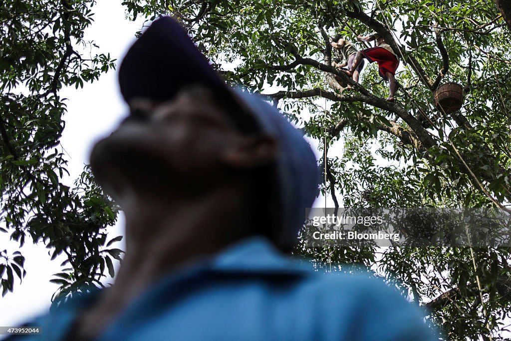 Alphonso Mango Harvest And Sorting Ahead Of Monsoon Season