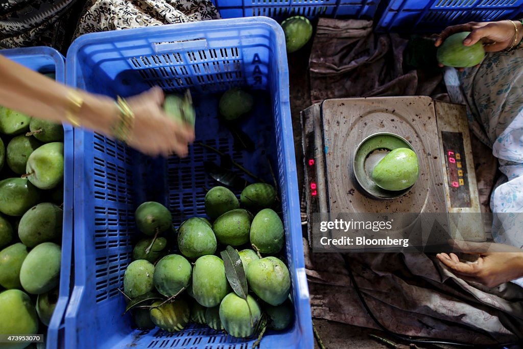 Alphonso Mango Harvest And Sorting Ahead Of Monsoon Season
