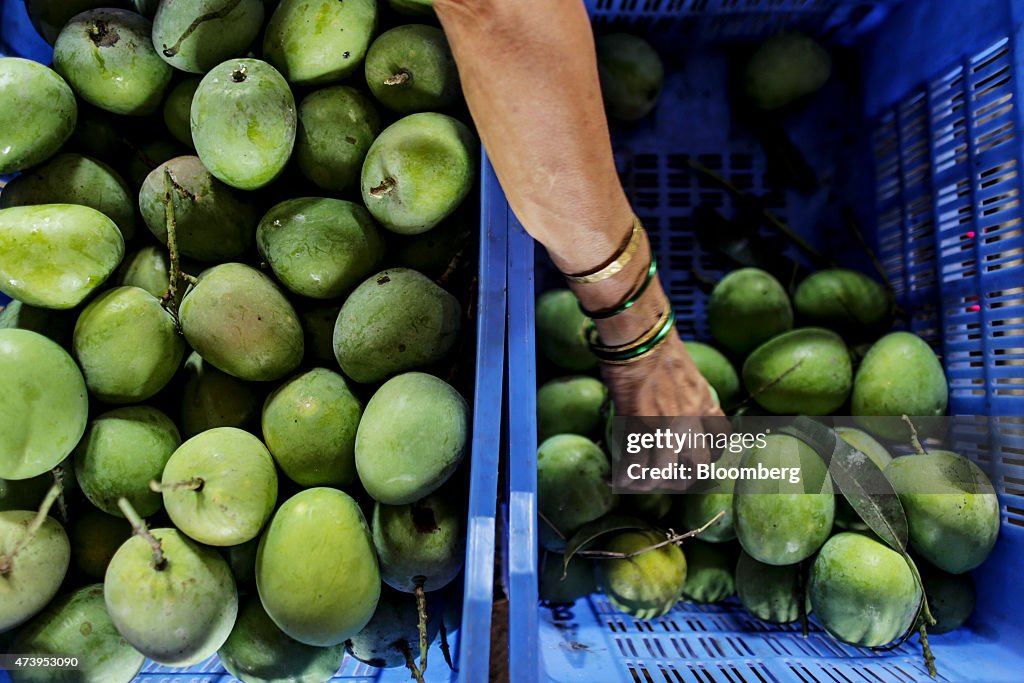 Alphonso Mango Harvest And Sorting Ahead Of Monsoon Season