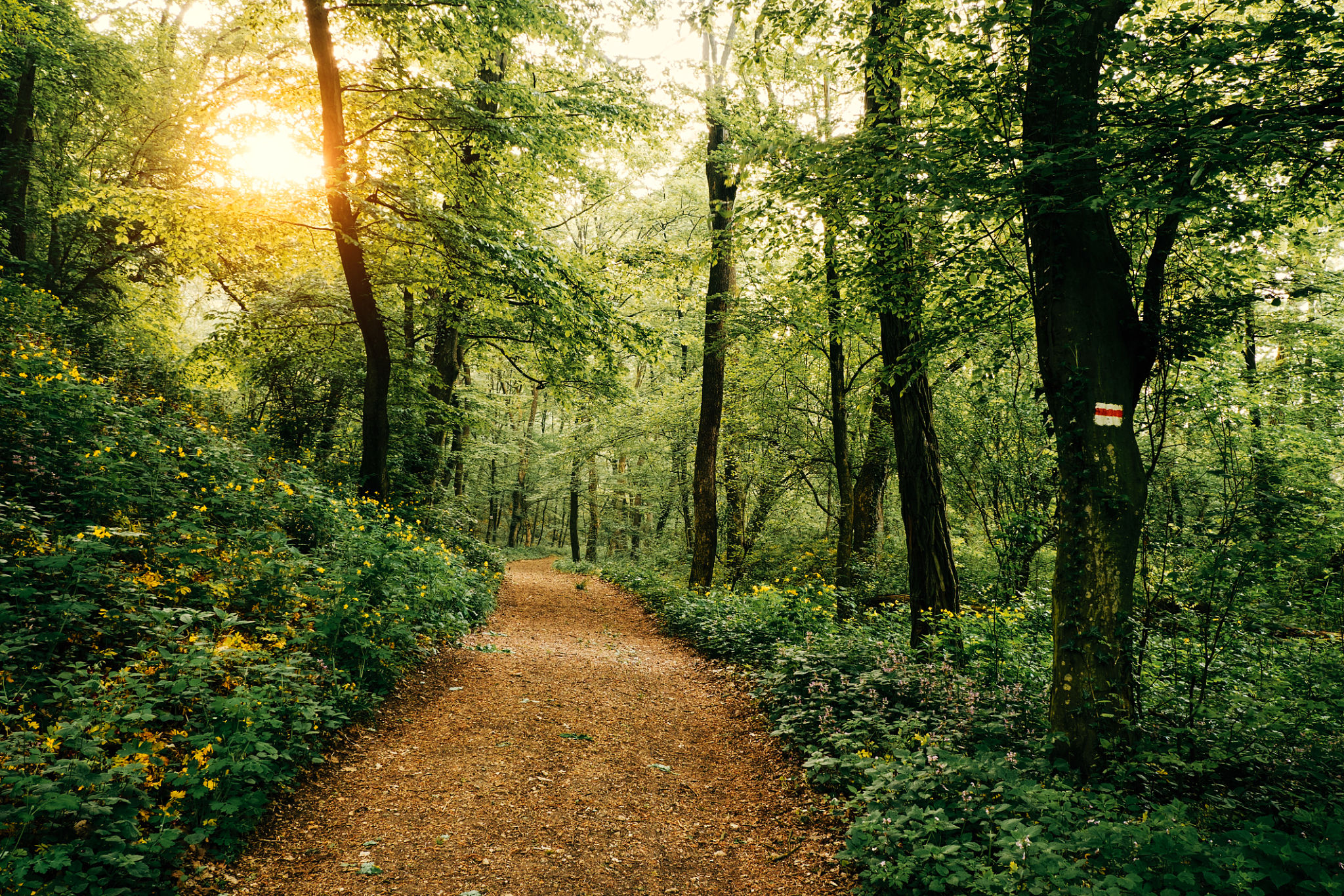 hiking trail