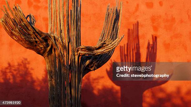 shadow of a dead saguaro cactus - stevebphotography stock pictures, royalty-free photos & images