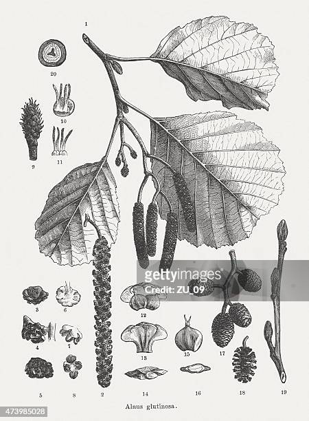 black alder (alnus glutinosa), veröffentlichte 1875 - erle stock-grafiken, -clipart, -cartoons und -symbole