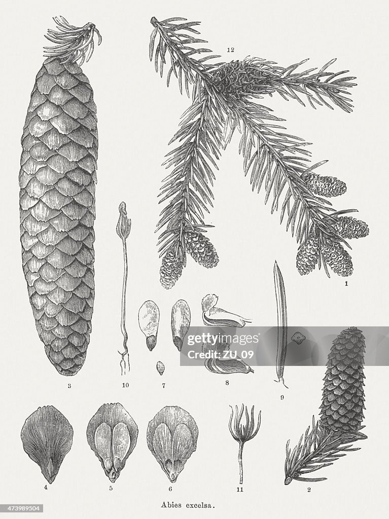 Norway spruce (Picea abies), wood engravings, published in 1875