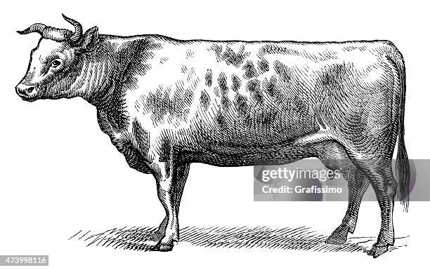 anglo-norman stock cow isolated on white - cow art stock illustrations