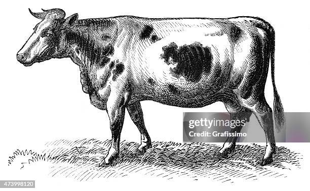 cow dutch friesian isolated on white 1870 - cow art stock illustrations