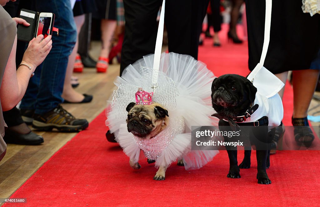 Pug Rescue and Adoption Victoria Host Pug Wedding