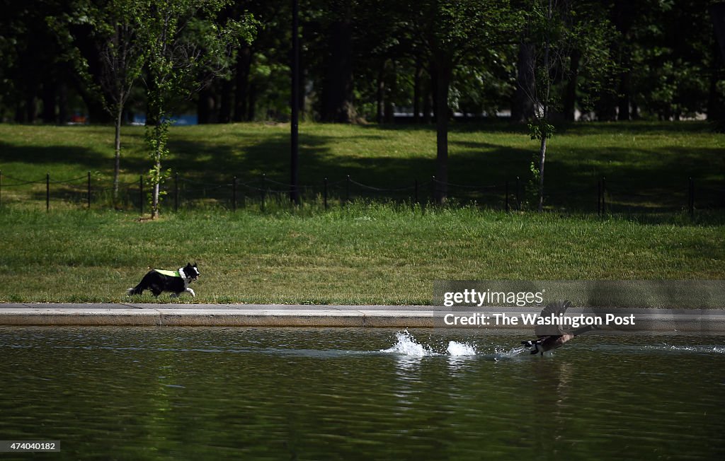 WASHINGTON, DC - May 14: A "Geese Police" border collie chases 
