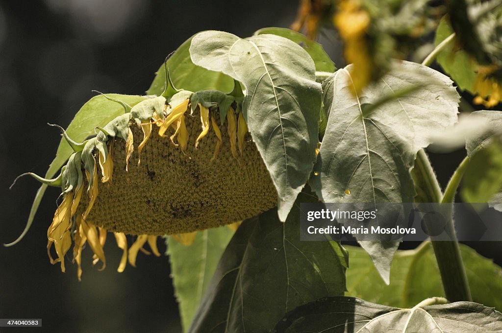 Sunflower with a heavy seedhead