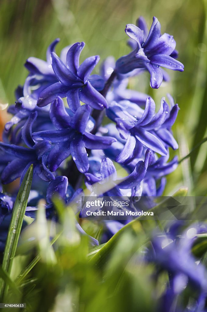 Hyacinth blossom