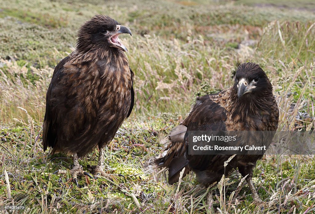 Striated caracars, Carcass Island, Falklands