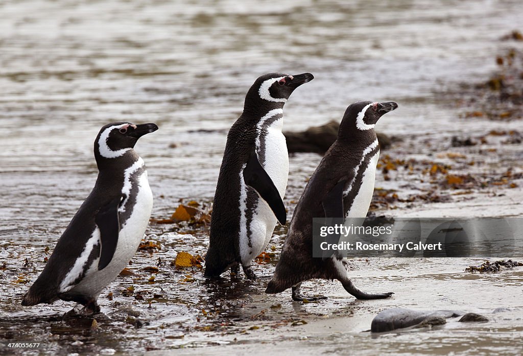 Magellanic penguins, Falkland Islands