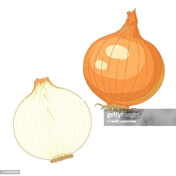 Ilustraciones de Cebolla - Getty Images Ilustraciones de Cebolla - Getty Images