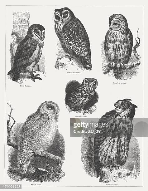 illustrazioni stock, clip art, cartoni animati e icone di tendenza di owls (strigiformes), pubblicati nel 1875 - assiolo americano