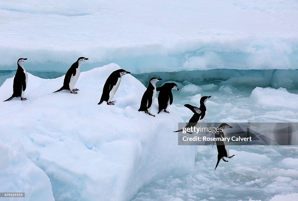 Seven chinstrap penuins queueing, Antarctica