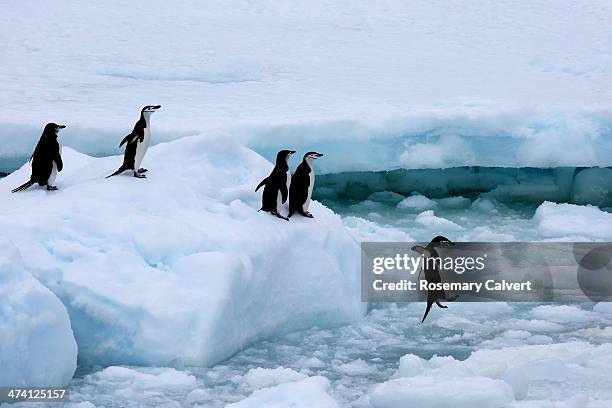 chinstrap penguins queueing, antarctic - eisberg eisgebilde stock-fotos und bilder