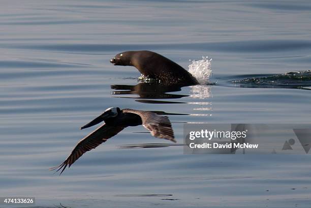 California brown pelican and California sea lion fish in oil-contaminated water from an inland oil spill near Refugio State Beach on May 20, 2015...