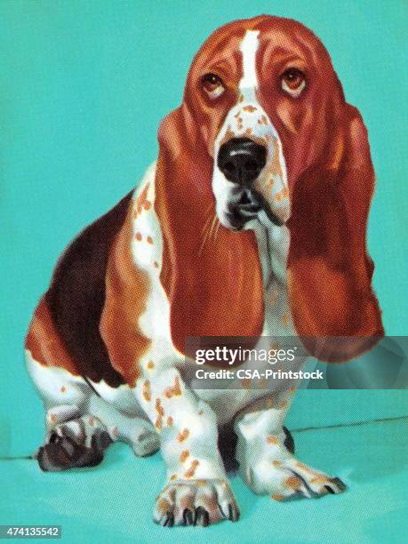 basset hound - basset hound stock illustrations