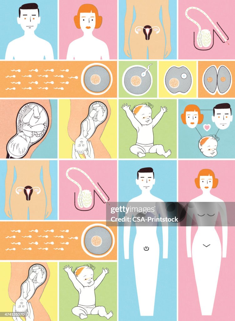 Reproduction In Humans Video Human Reproduction High-Res Vector Graphic - Getty Images