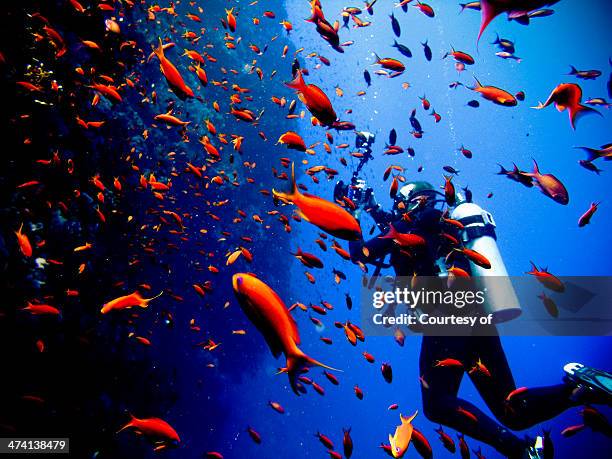 dive with the fishes - diving equipment stock pictures, royalty-free photos & images