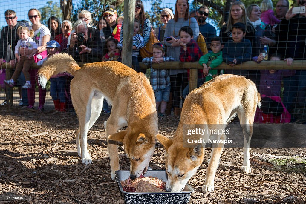 Dingoes 'Blaze' & 'Scorch' At Moonlit Sanctuary