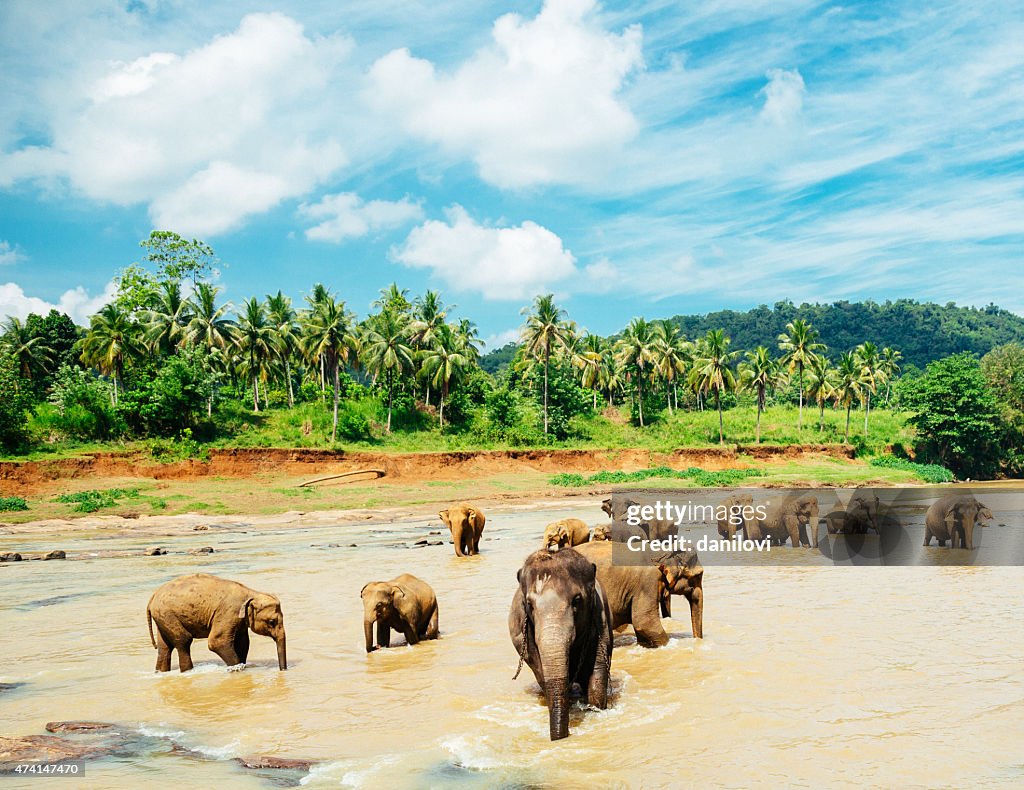 Beautiful elephant orphanage in Sri Lanka