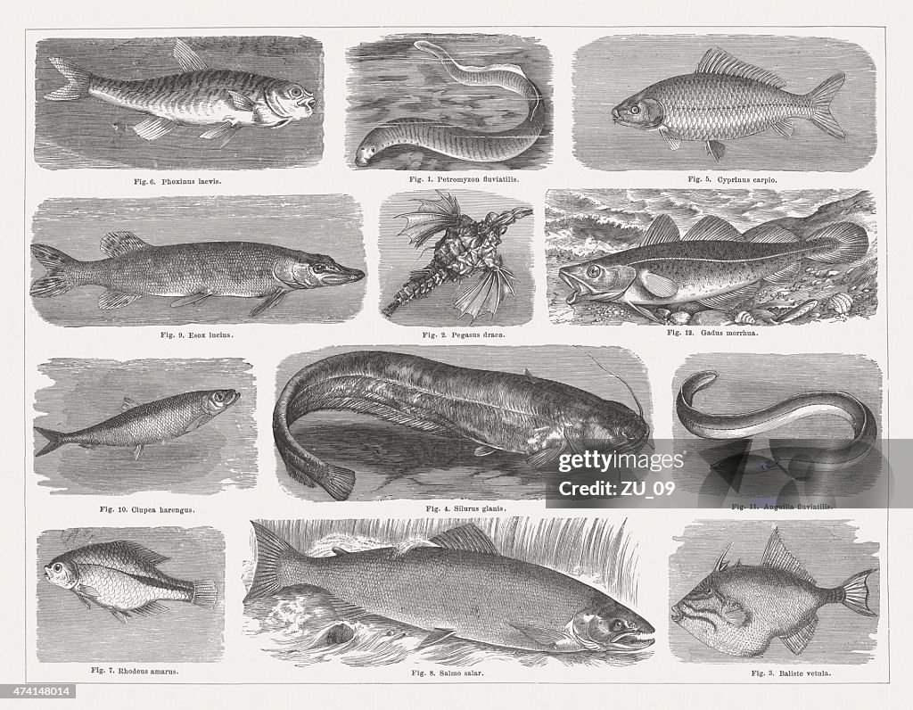 Fishes, wood engravings, published in 1875