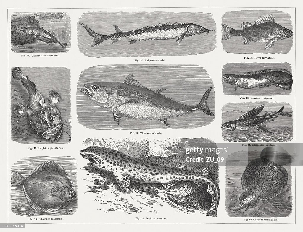 Fishes, wood engravings, published in 1875