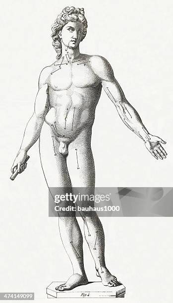 ilustrações, clipart, desenhos animados e ícones de o corpo humano engraving - figura masculina