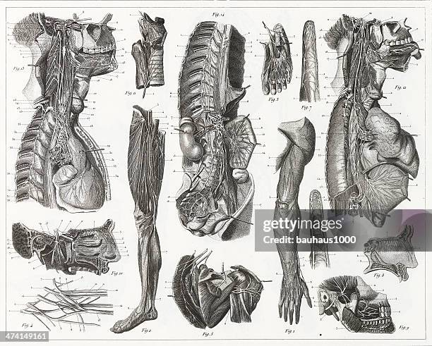 Sciatic Nerve Diagram Photos and Premium High Res Pictures Biology Diagrams