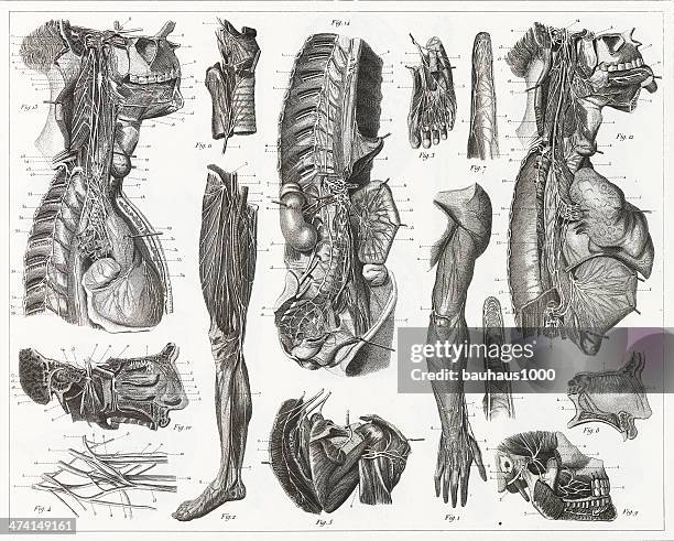 nerve anatomy engraving - biomedical illustration stock illustrations