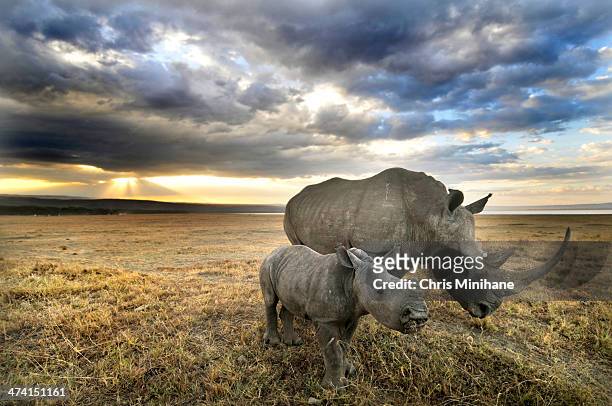 mum and baby head home.... - rhinoceros stock-fotos und bilder