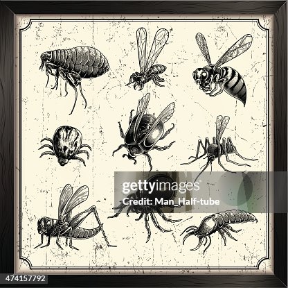 Vector insects Vector insects