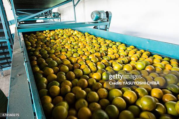 Harvested oranges are washed and waxed at a cooprative plant in Rio Real, about 200 km north from Salvador in Bahia state, Brazil, on February 18,...