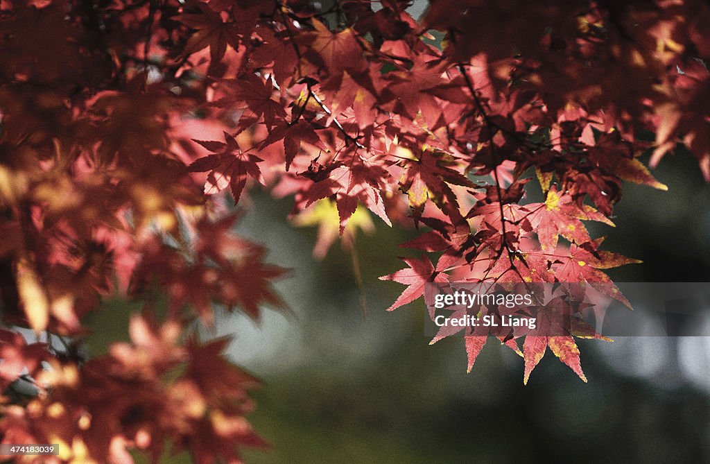 Momiji