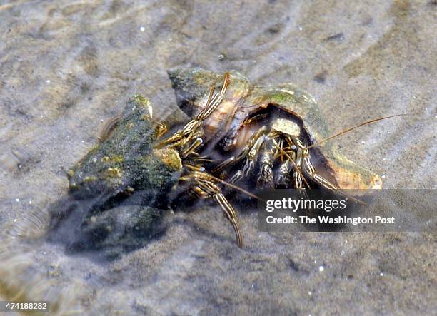 Crabs inhabit Breton Island surrounded by protective booms in an effort to save the fragile habitat from possible approaching oil due to the spill...