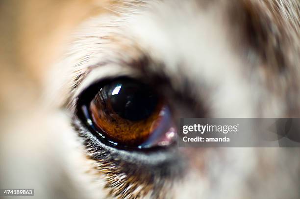 dog eye - whippet fotografías e imágenes de stock