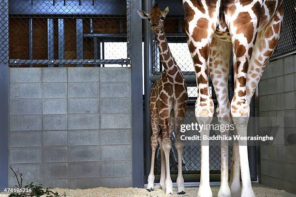 Newly born male giraffe stands beside his mother named Mimi in their enclosure in the Himeji Central Park on May 21, 2015 in Himeji, Japan. The baby...