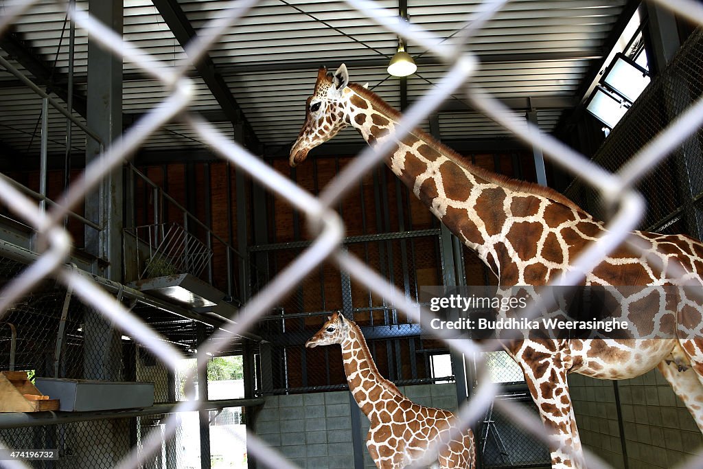 Newly Born Baby Giraffe Enjoy In Himeji Central Park