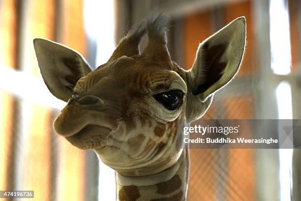 Newly born male giraffe looks at the camera in his enclosure in the Himeji Central Park on May 21, 2015 in Himeji, Japan. The baby giraffe was born...