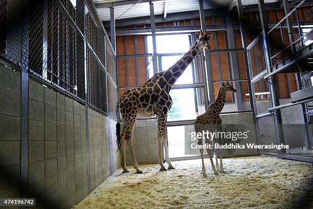 Newly born male giraffe stands beside his mother named Mimi in their enclosure in the Himeji Central Park on May 21, 2015 in Himeji, Japan. The baby...