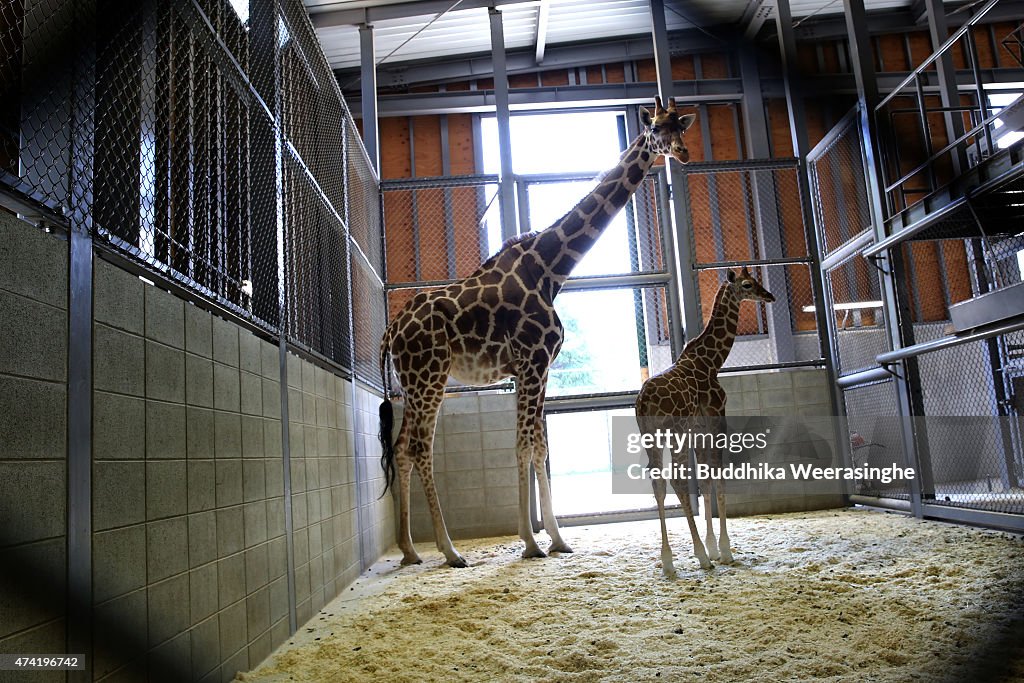 Newly Born Baby Giraffe Enjoy In Himeji Central Park