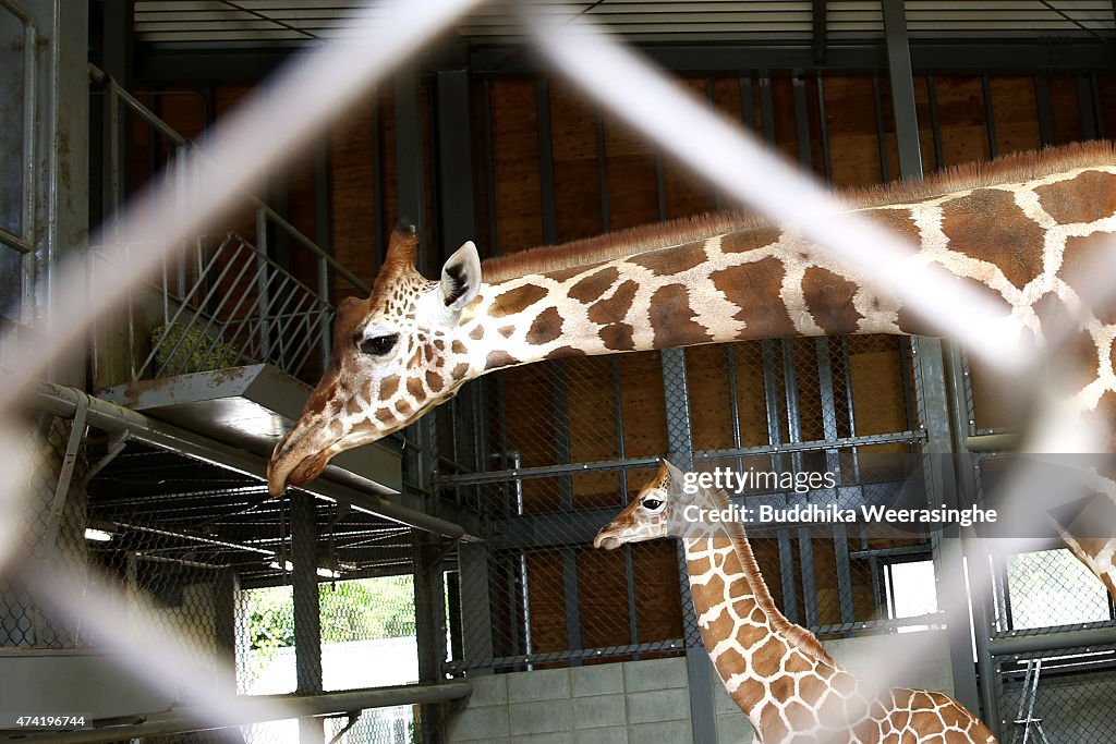 Newly Born Baby Giraffe Enjoy In Himeji Central Park